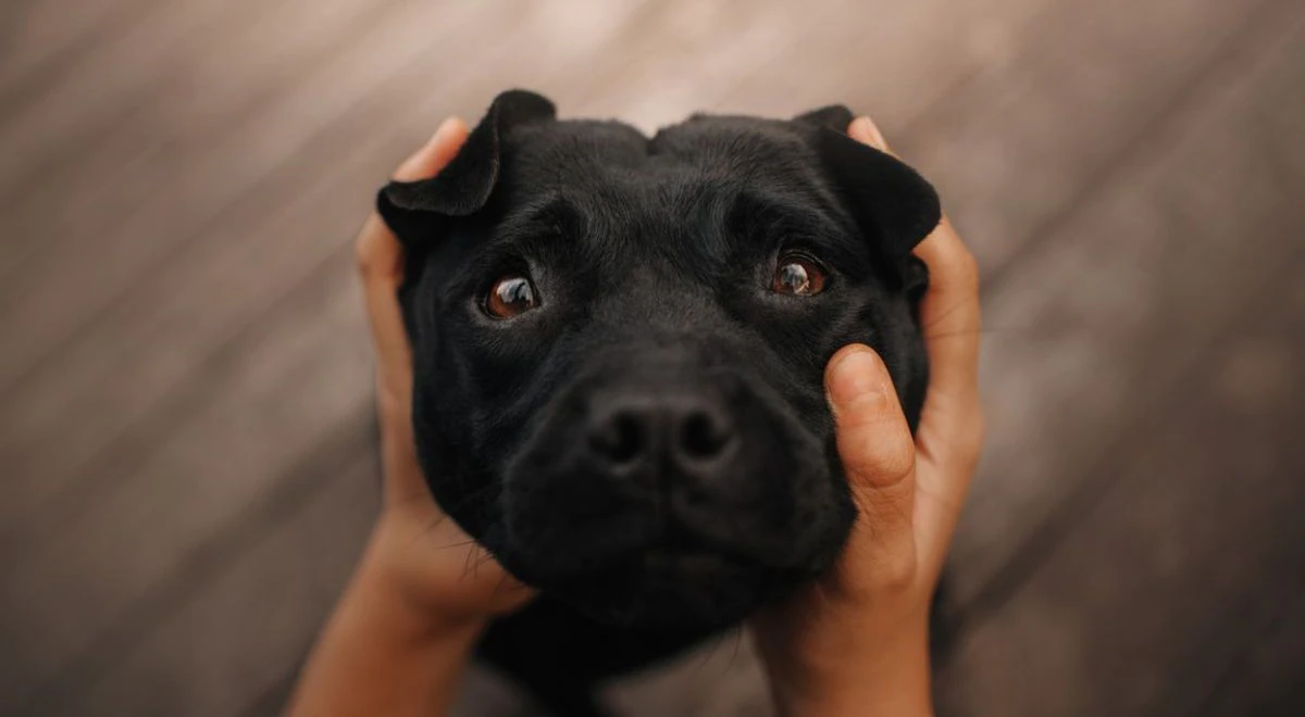 Los perros lloran de alegría al reunirse con sus dueños Doral Voice