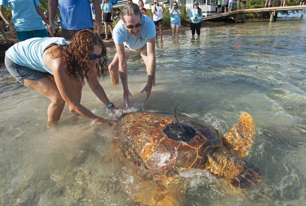Liberan en Florida una tortuga marina rehabilitada