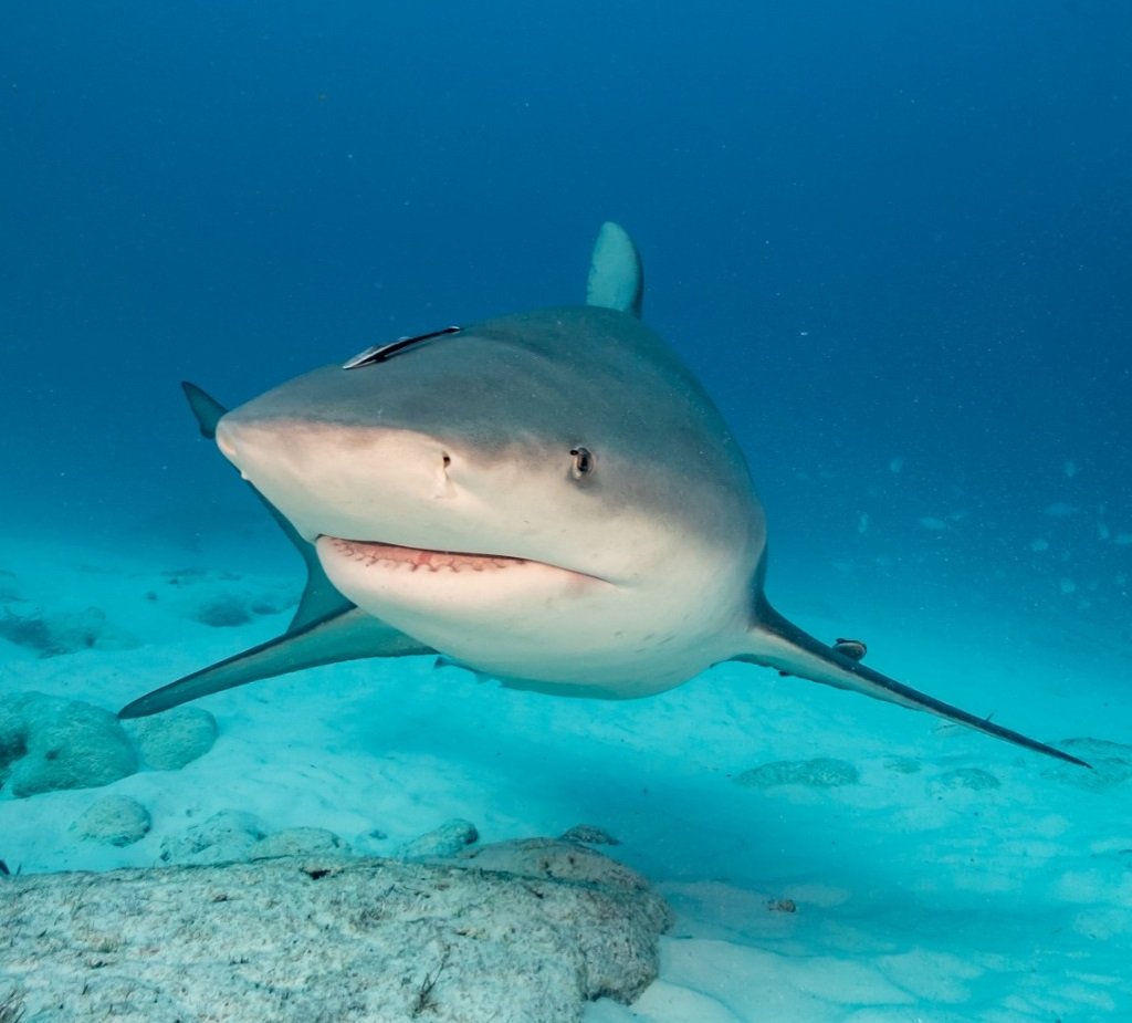 Tibu Rones Ataques de tiburones en Long Island disparan las alarmas - Doral Voice