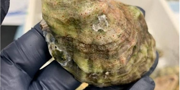 Florida amenazada por ostras con químicos tóxicos