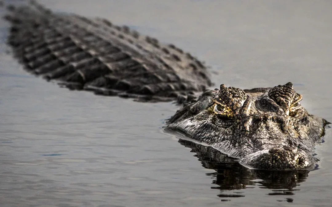 Mujer murió atacada por caimanes tras caer al estanque de un campo de golf