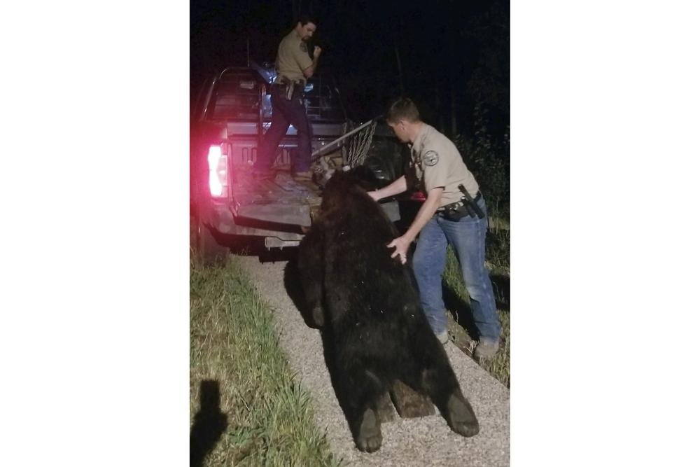 Dueño de casa vació su pistola para matar a un oso que entró a la fuerza