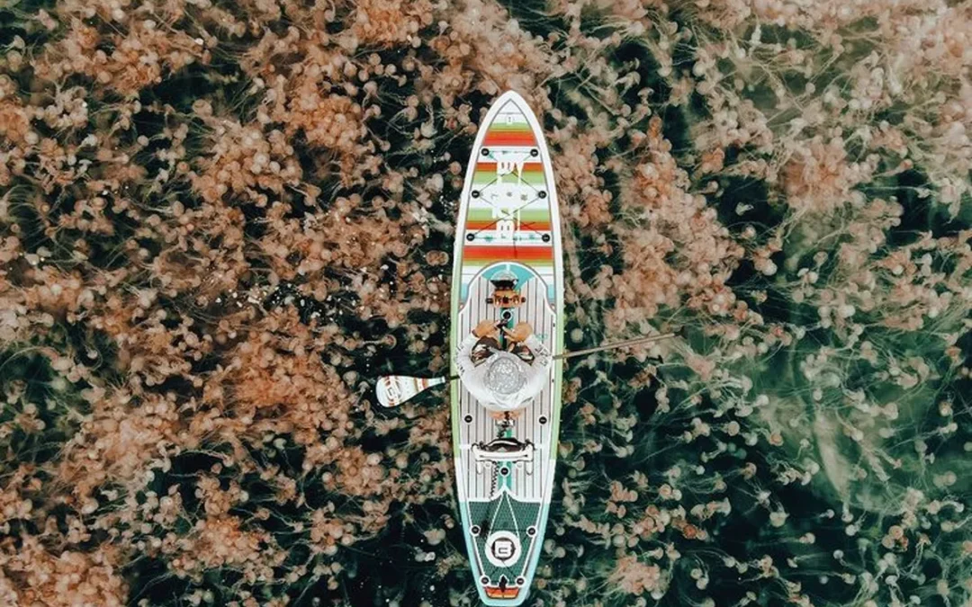 Impactantes imágenes de la invasión de medusas en playas de Florida