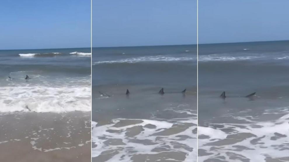 Tiburones se acercan a orilla de una playa en Florida