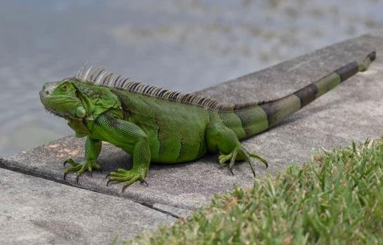 Iguana generó apagón en el sur de Florida