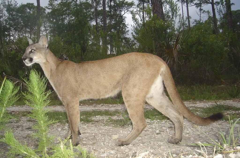 Reportaron primera muerte de pantera de Florida en 2023