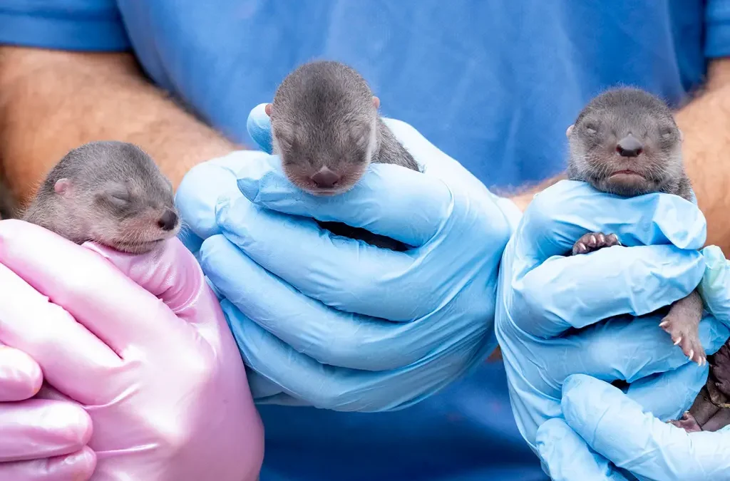 Nacieron tres crías de nutria de río en zoológico de Miami