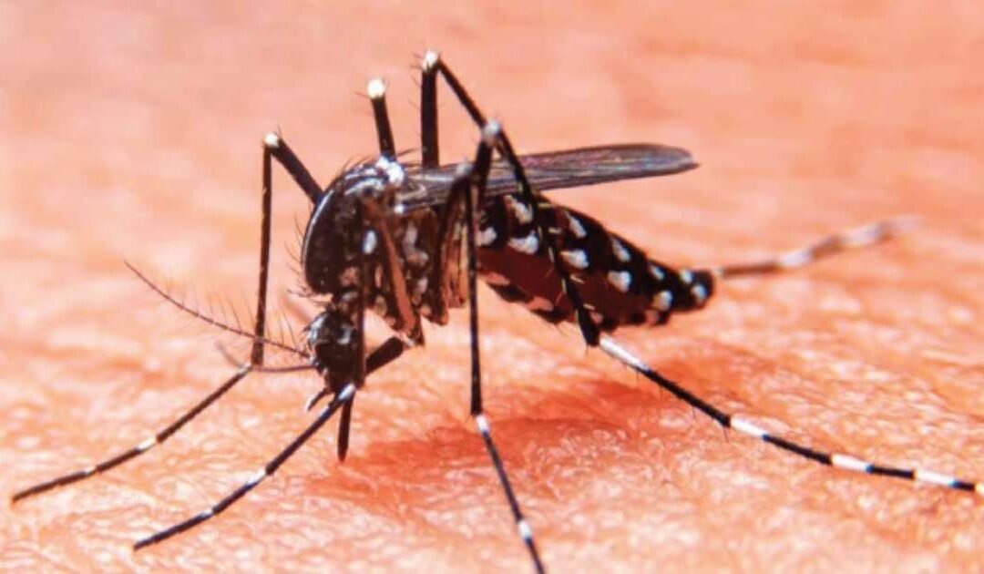 Autoridades en alerta tras casos de dengue en Miami-Dade