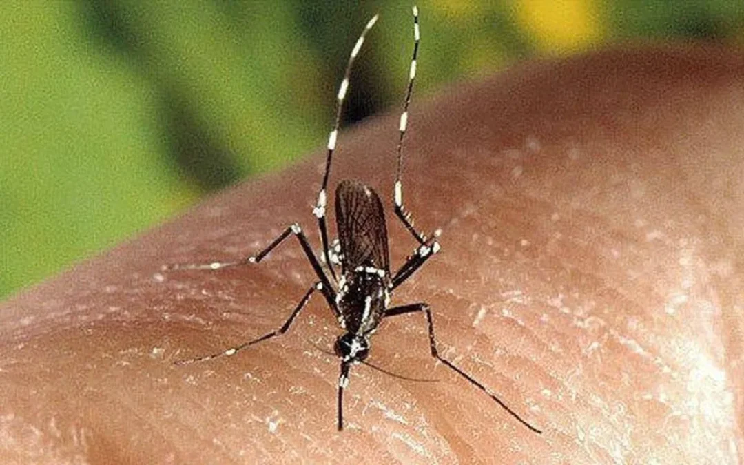 Fort Lauderdale podría enfrentar ola de mosquitos