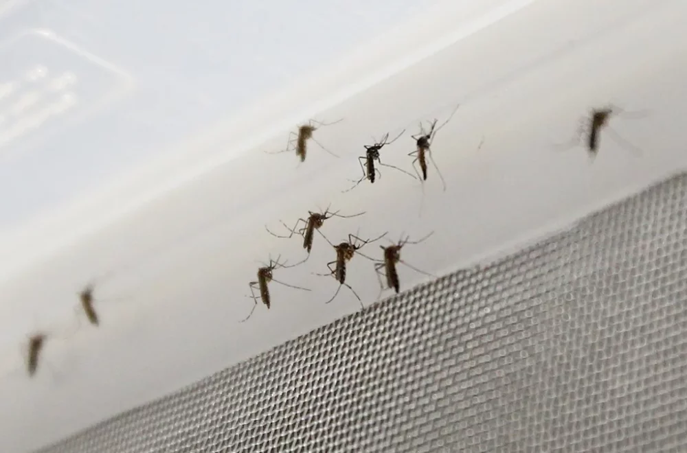 Broward en alerta por ola de mosquitos ante lluvias