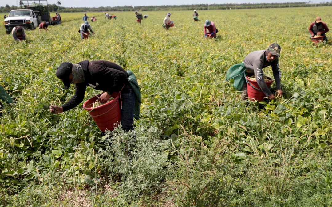 Trabajadores agrícolas indocumentados serán afectados con ley de inmigración de Florida