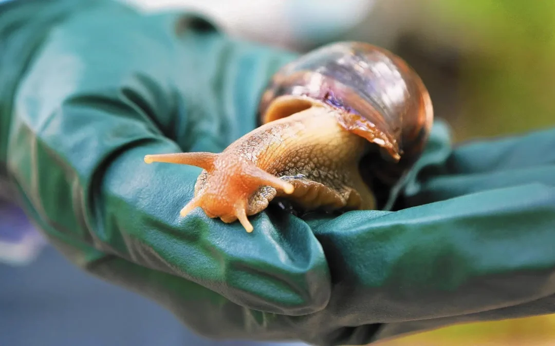 Broward declara cuarentena por caracol africano