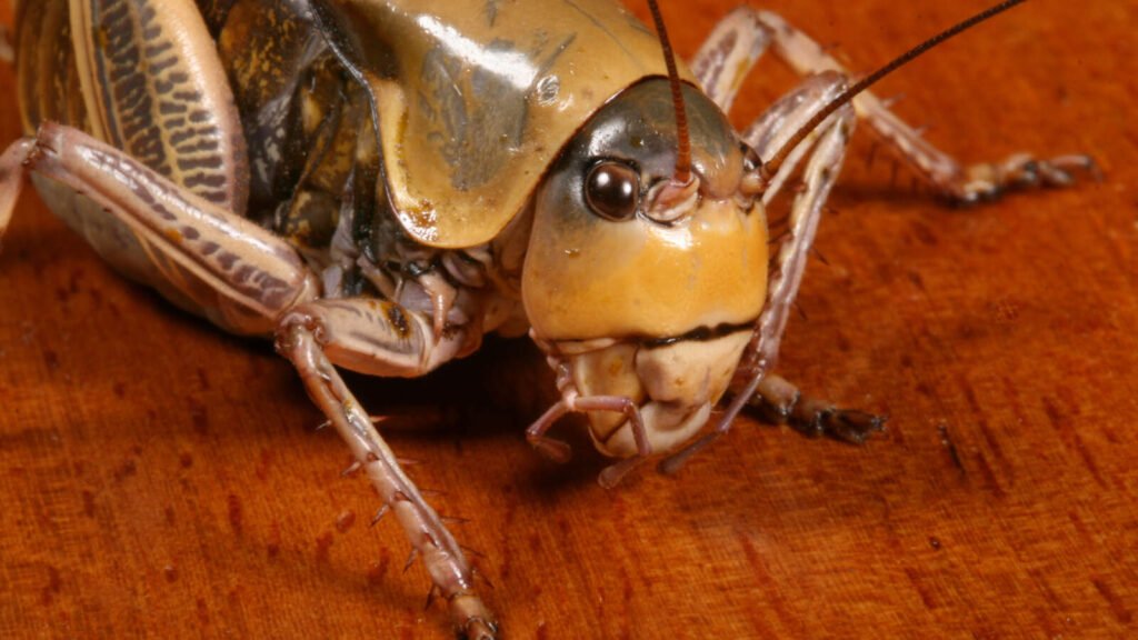 Ciudad en EEUU recibe invasión de los grillos mormones