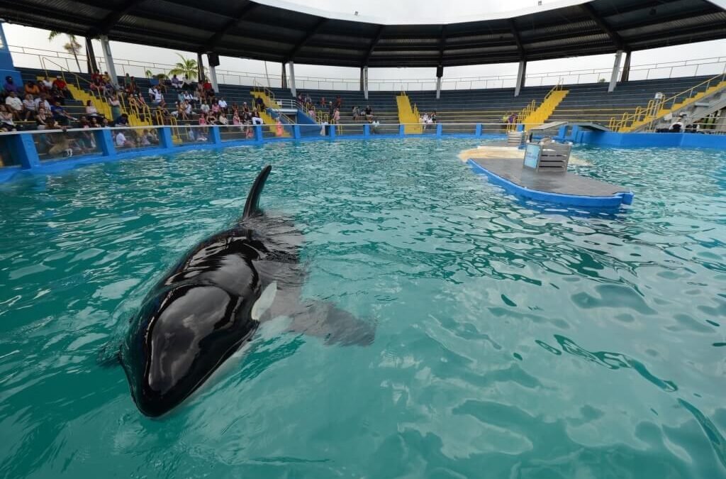Restos de la orca Lolita llegan a reserva de la tribu Lummi para despedida