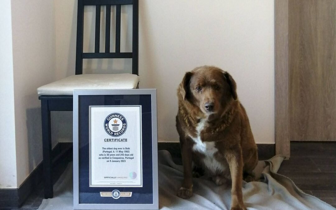 Murió el perro más viejo del mundo