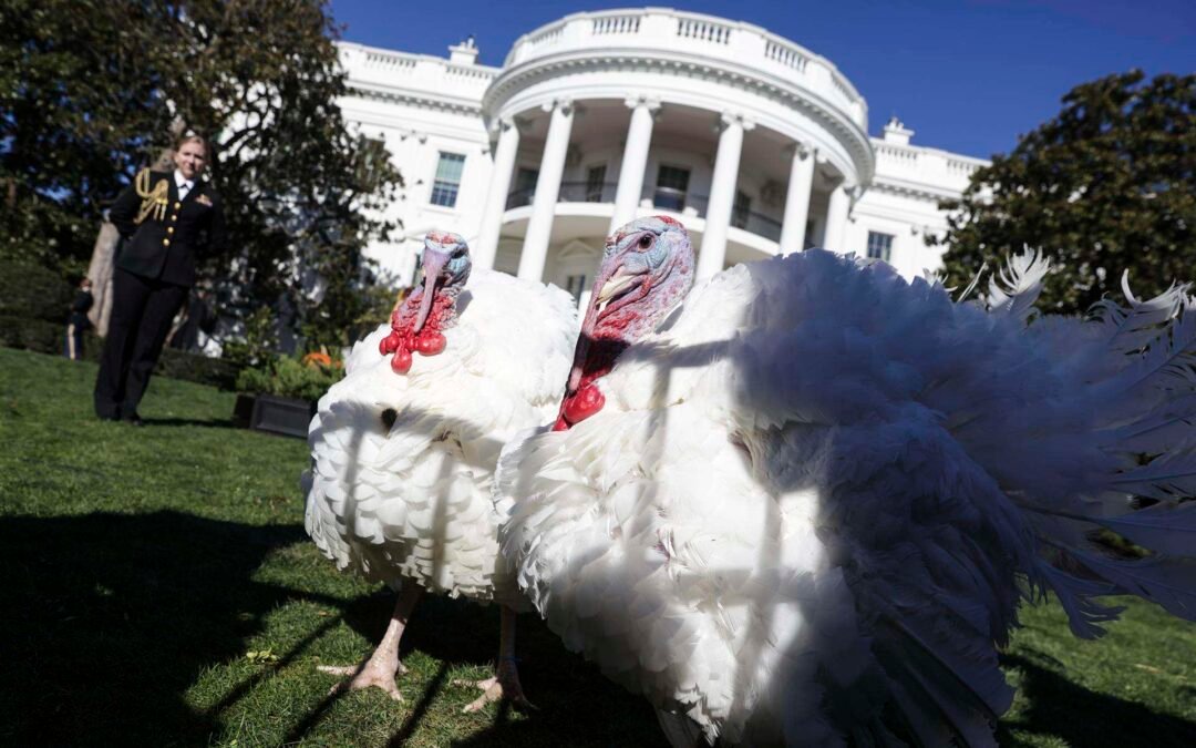 Biden celebra su cumpleaños con tradición de perdonar a los pavos de Acción de Gracias