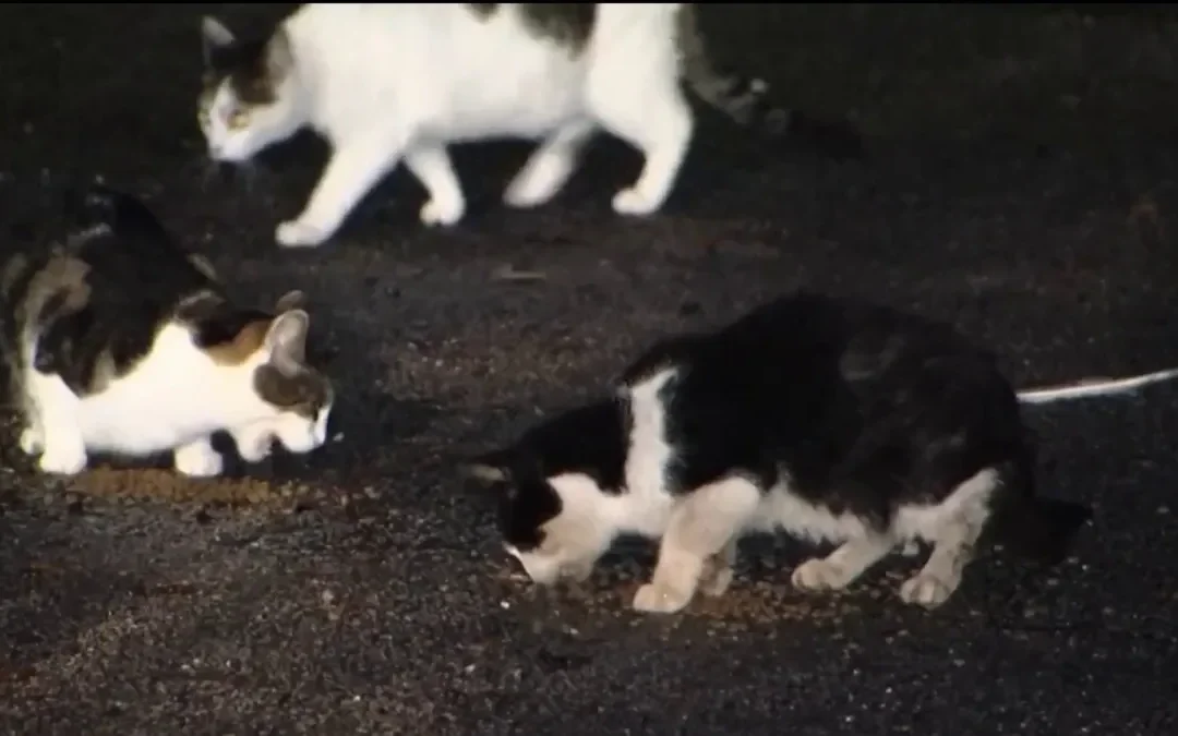 Buscan a responsable de matar animales en Broward