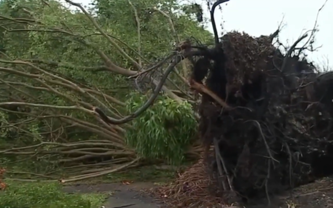 Árboles caídos, viviendas afectadas durante tormentas en el sur de Florida