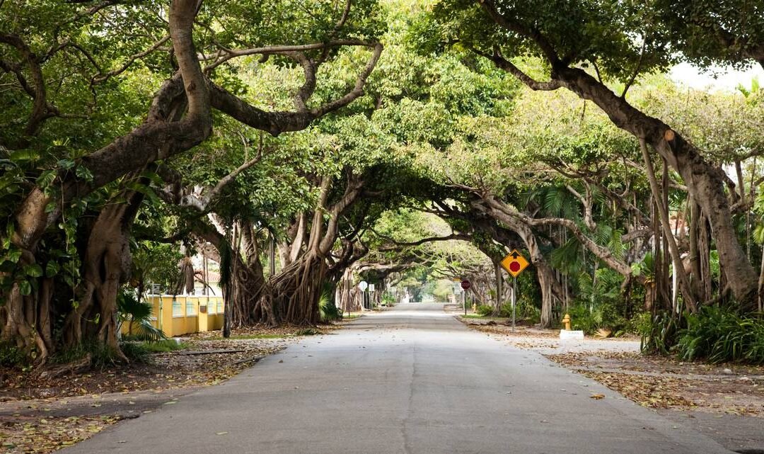 Condado de Miami-Dade se asocia con Coca-Cola Florida por los árboles y aquí te contamos todo