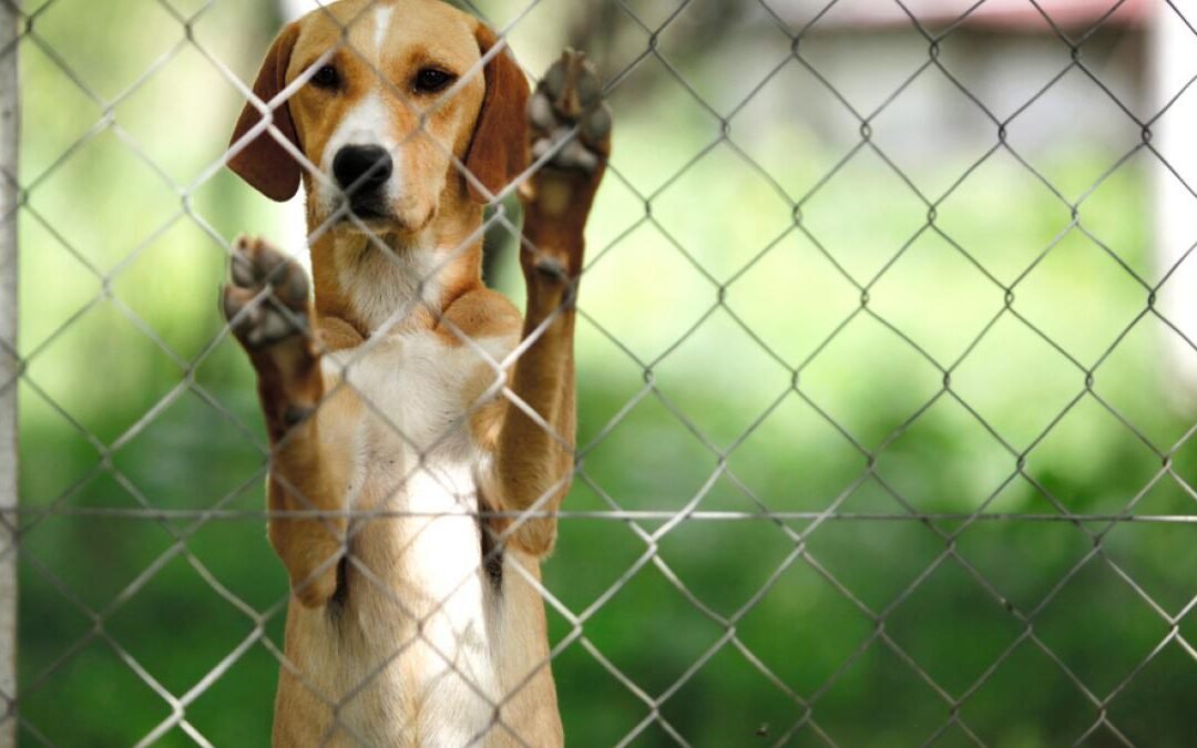 Los animales en los refugios de Doral y Medley necesitan hogares de acogida