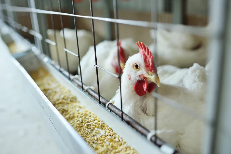Millones de pollos sacrificados por brote de gripe aviar en Iowa
