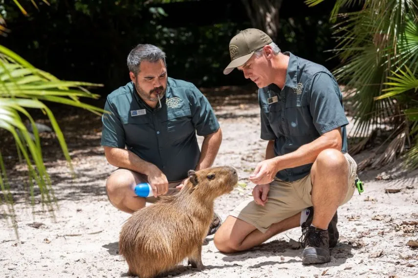 Hembra de capibara llega a zoo de Florida, y aquí te decimos el objetivo