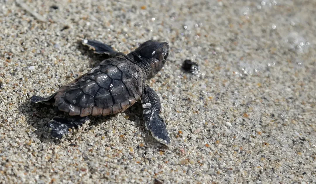 Prohíben globos en Florida para proteger a especies marinas y aves