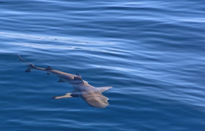 Tres heridos por ataques de tiburón en playas vecinas en Florida