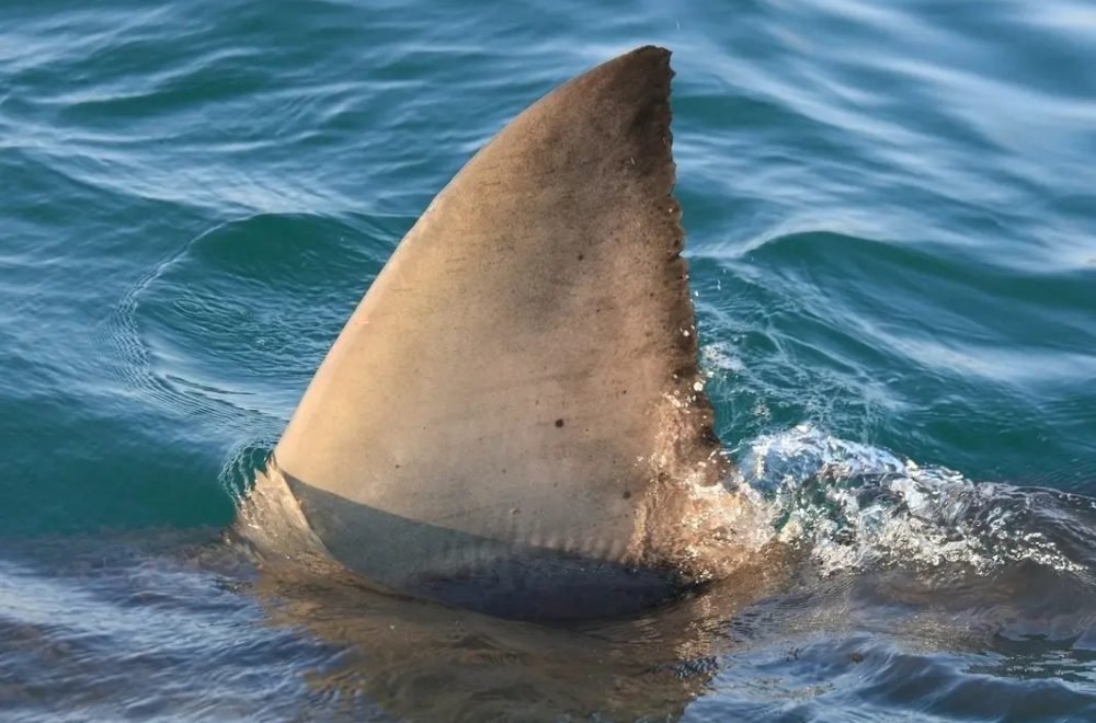Tiburón irrumpe en la costa de Florida y evacuan a los bañistas