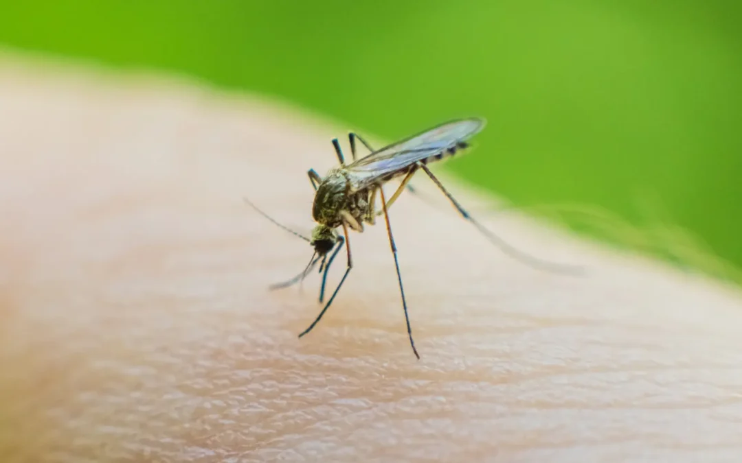 EEUU detecta más de 20 casos de fiebre de Oropouche provenientes de Cuba