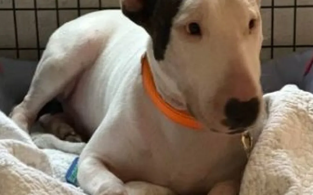 Dueño de perro abandonado durante huracán Milton enfrenta cargos de crueldad animal