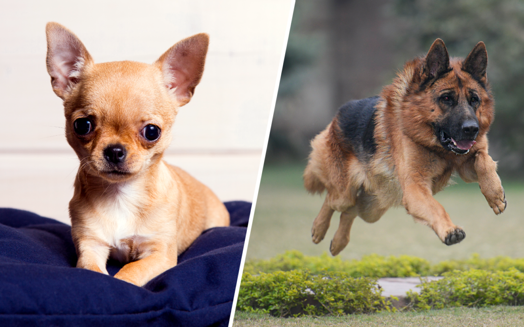 Vuelve la tradición “Home for the Holidays” adopta tu mascota