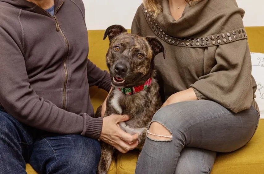 Realizarán en Hialeah evento de adopción de mascotas por San Valentín