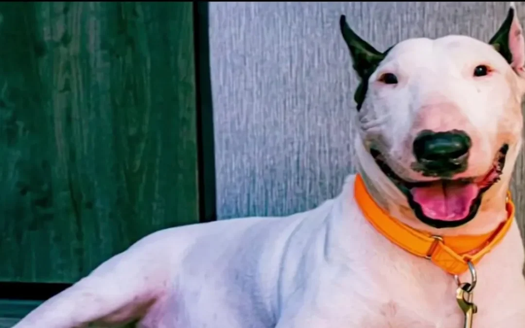 Aprueban en Florida ley sobre abandono de perros durante desastres naturales en honor a “Trooper”