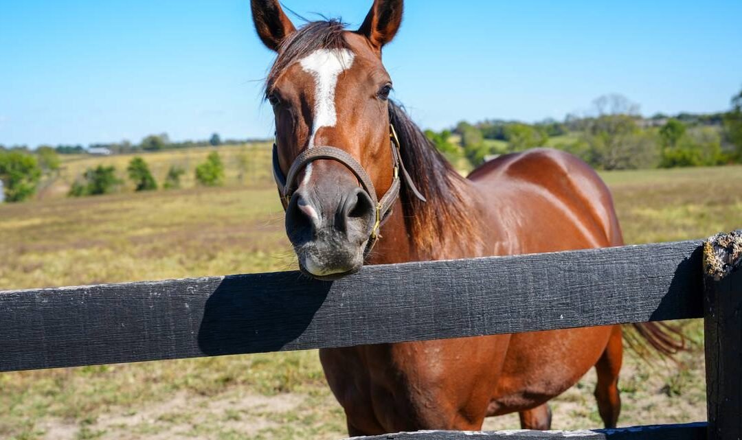 Autoridades en Miami-Dade emiten alerta por caso de rabia