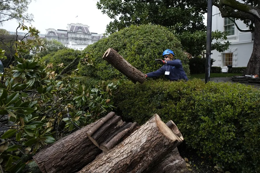 Trump tala uno de los árboles más antiguos de la Casa Blanca y planta el «MAGAnolia»