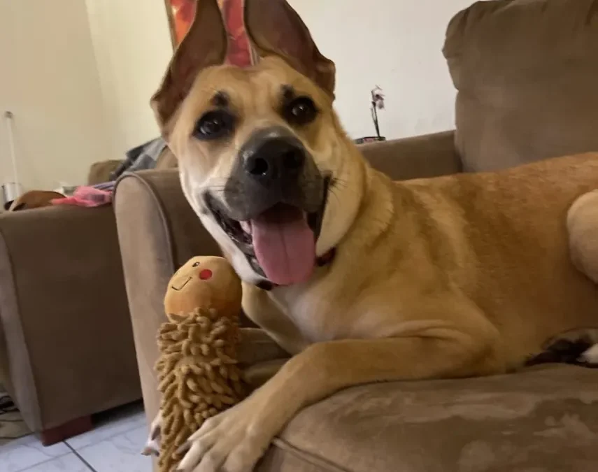 Crueldad animal en Florida se convierte en delito grave