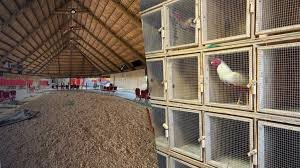 Detenidas 42 personas tras una ilegal pelea de gallo en Miami-Dade