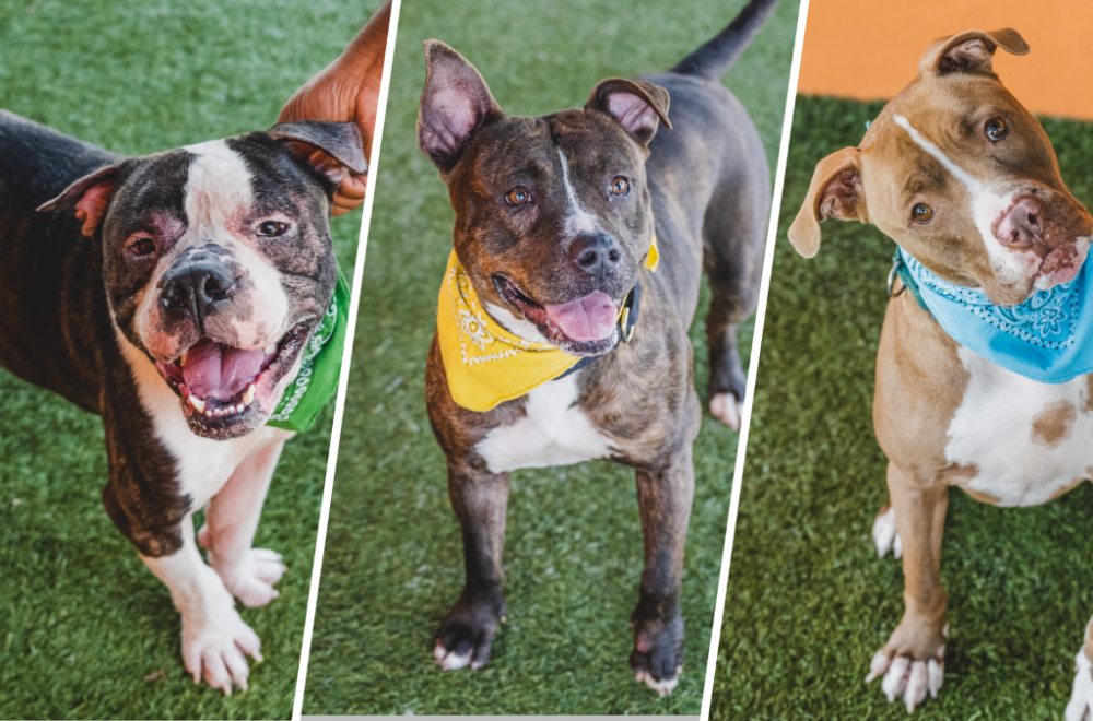 Refugio de animales de Miami pide apoyo temporal para sus perros