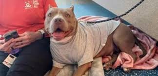 Miami-Dade Animal Services colabora con Best Friends Animal Society para mejorar el bienestar animal