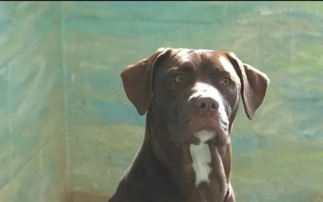 Comisión de Miami endurece multas por crueldad animal tras trágico caso en Coconut Grove