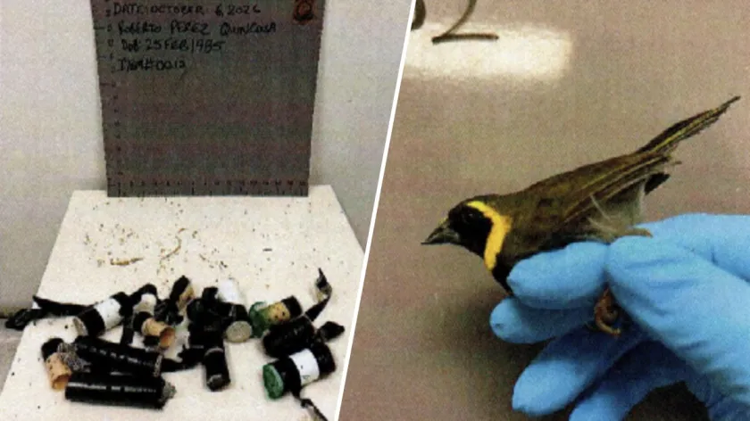 Detienen a segundo hombre en el Aeropuerto de Miami con aves de contrabando procedentes de Cuba